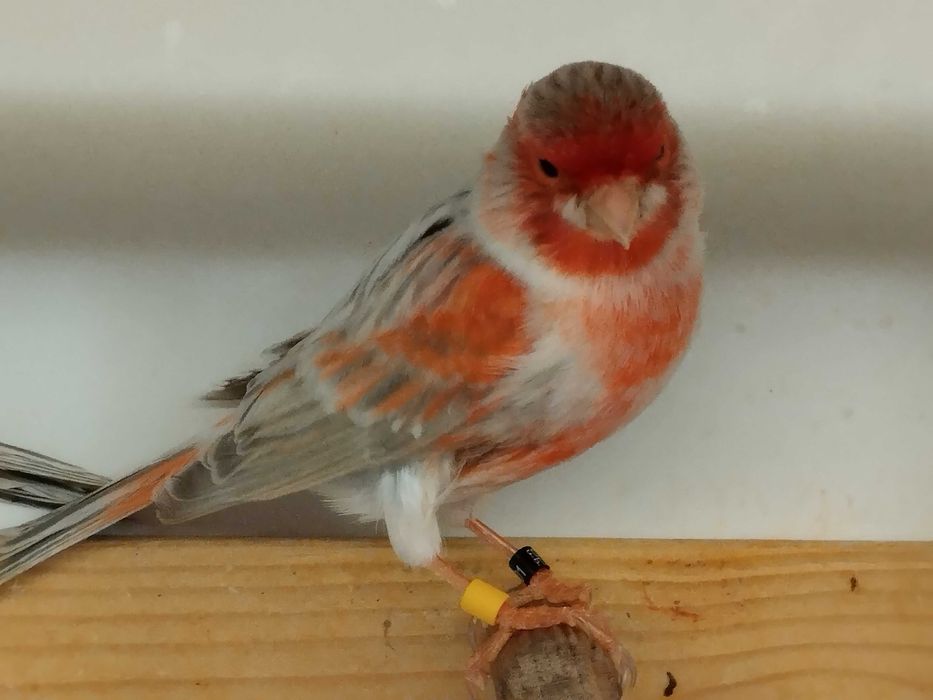 Canários Ágata  Vermelho Mosaico, Opala e Jaspe