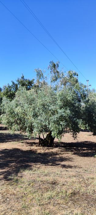 Azeitona Galega para venda