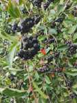 Aronia do samodzielnego zbioru