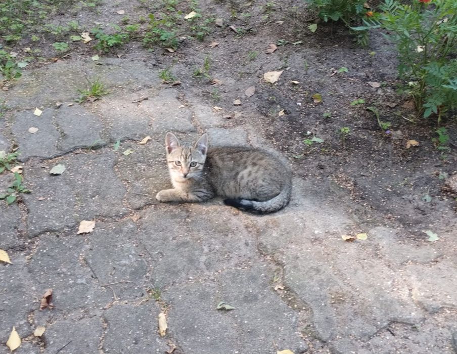 Oddam 4 kocięta ok 5 mies.