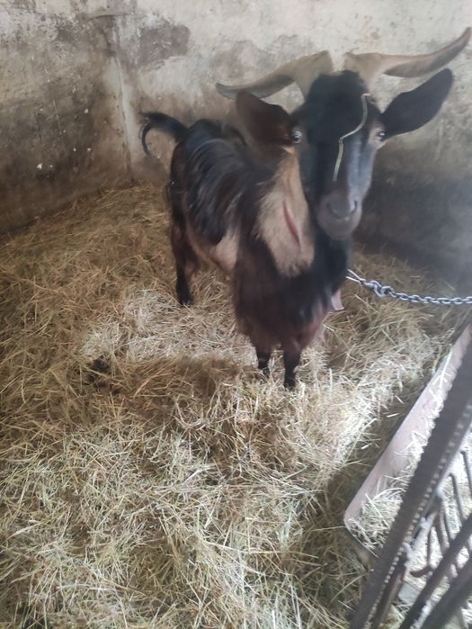 Sprzedam kozła 3 letniego
