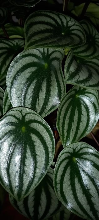 Peperomia watermelon