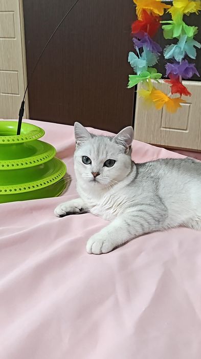 Шотландський хлопчик сріблястої шиншили