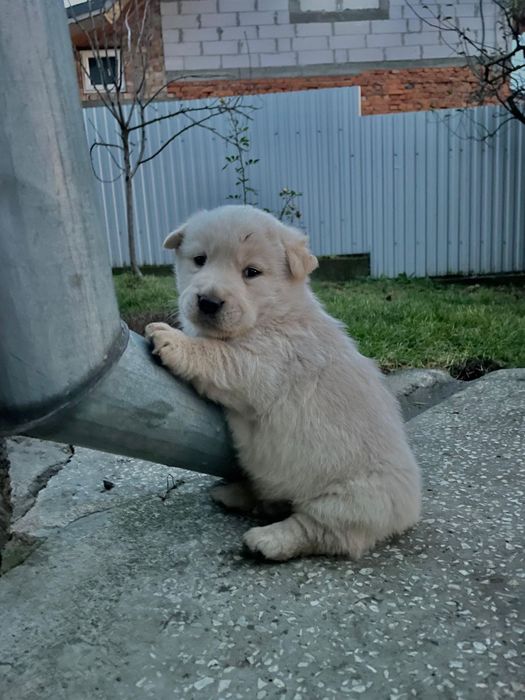 Віддам Безкоштовно в дуже добрі рукиПесиків
