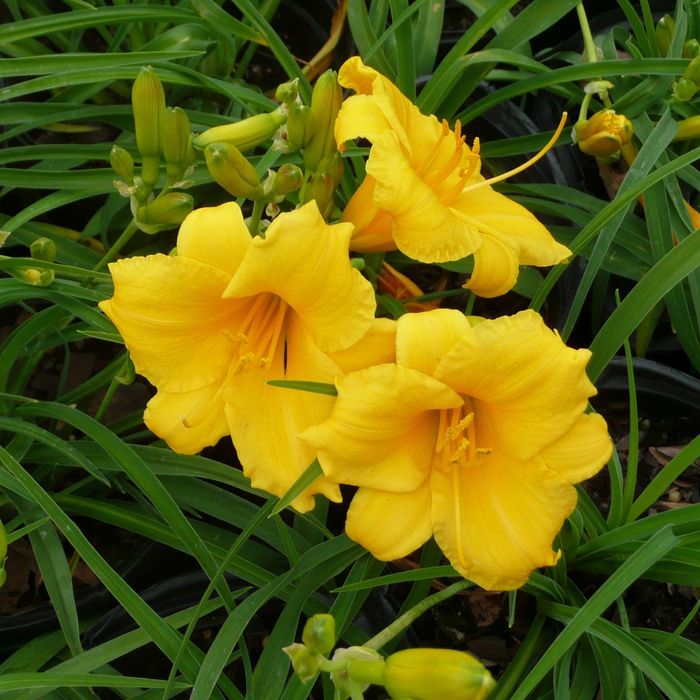 Традисканция цветущая, роза, цветы