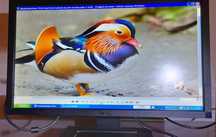Monitor Led Dell
