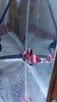 Betta splendens nemo