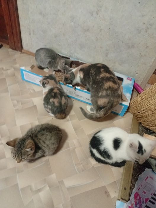 Відам котят у добрі руки(залишилось троє два котики і одна киця)