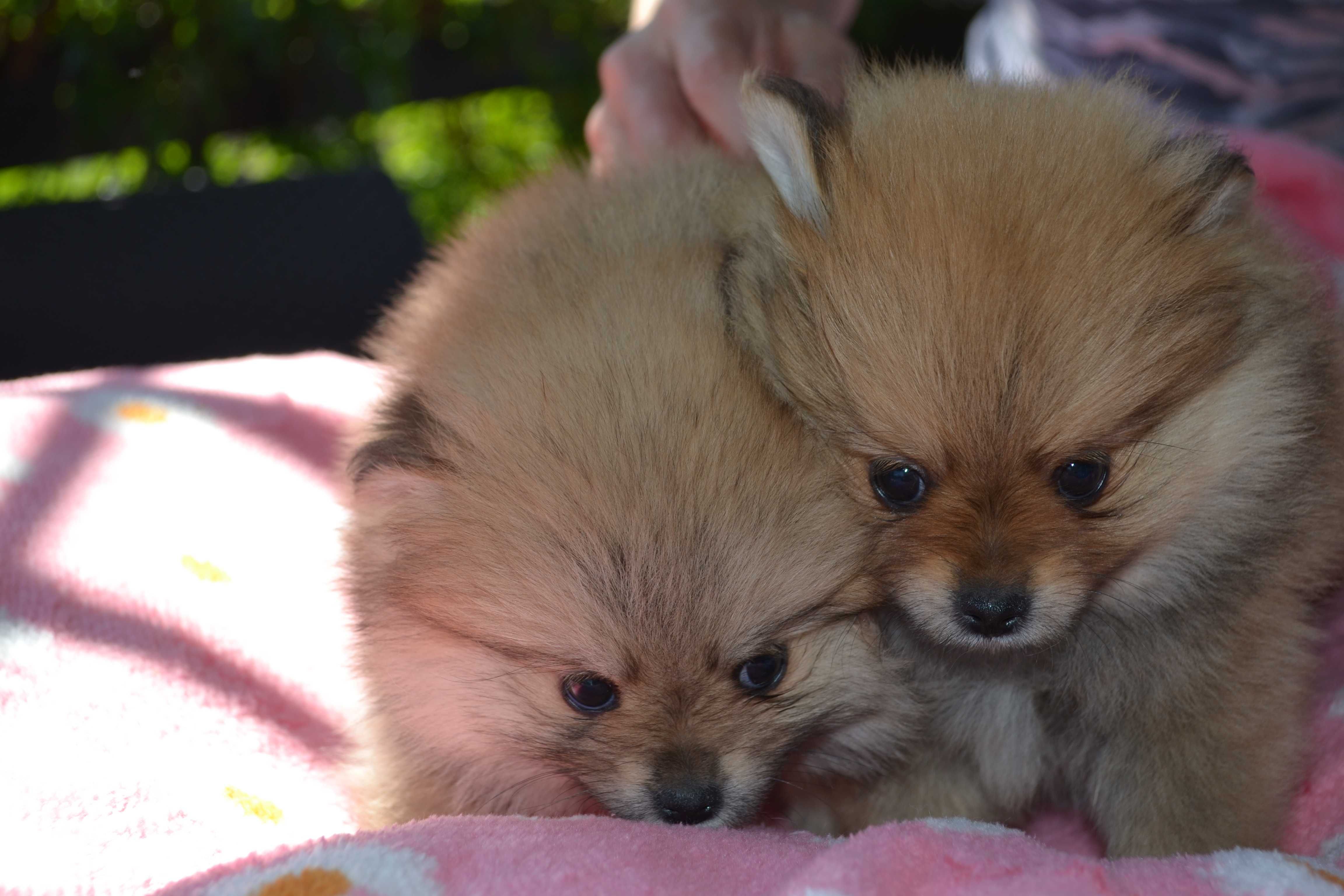 Szpic miniaturowy pomeranian śliczne