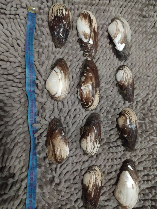 Ракушки больших размеров