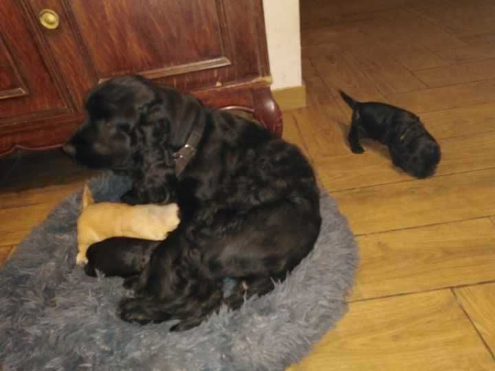 Cocker Spaniel Angielski - rodowód ZKwp -czarny piesek
