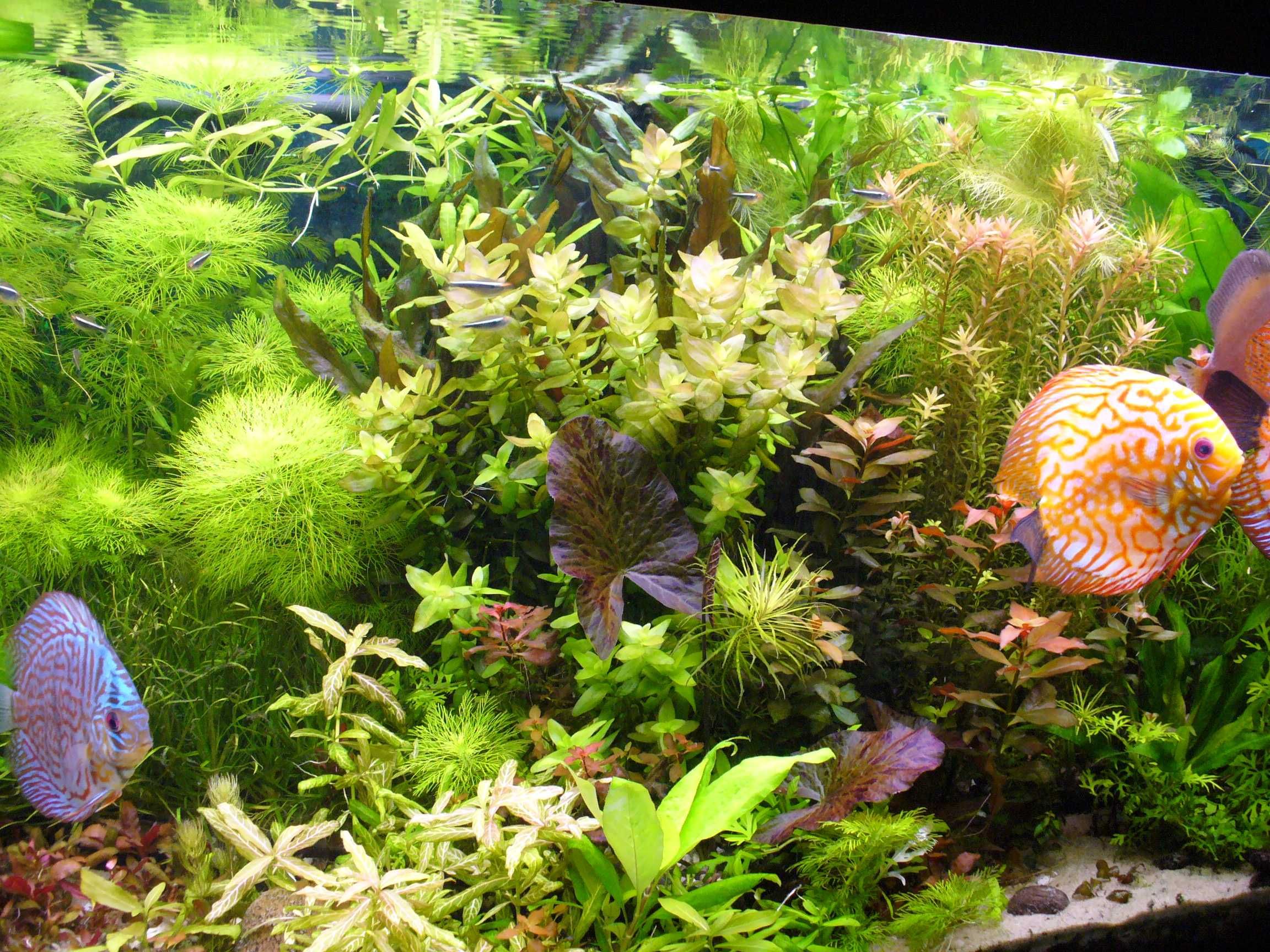 Limnophila Aquatica(Lisi ogon) i inne-(zestawy roślin- start i reset)