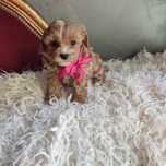 Cavapoo > cavalier & pudel toy.