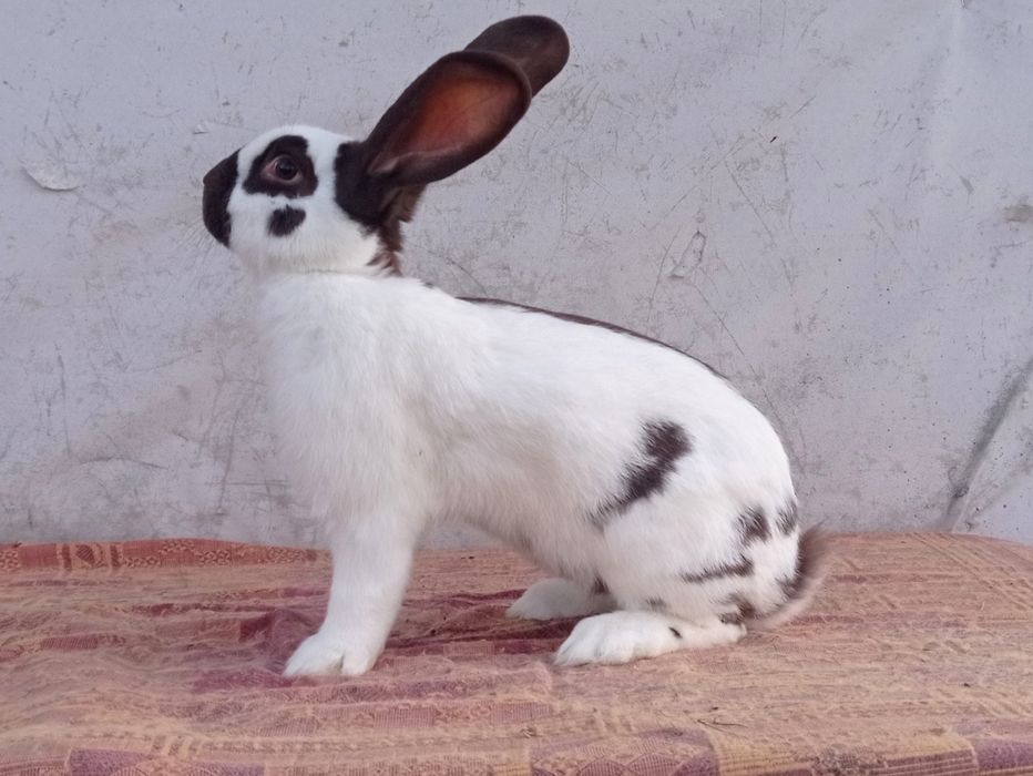 Німецький строкач гавана