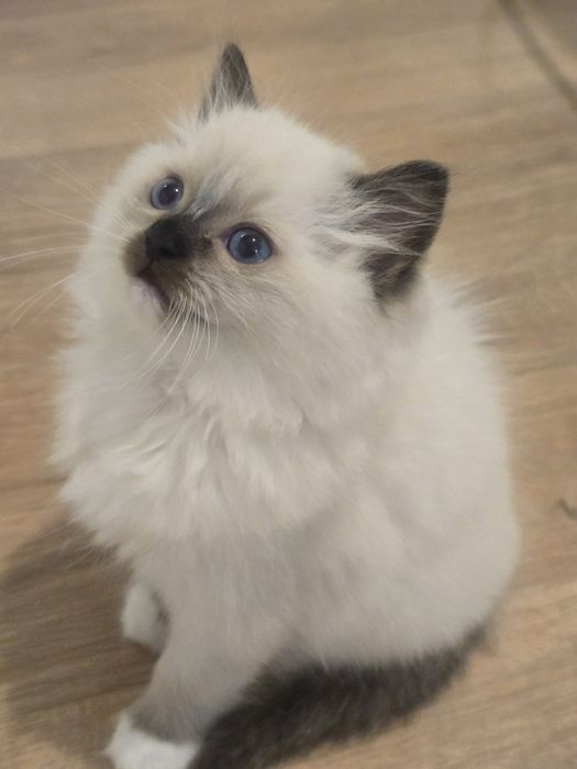 Kociak ragdoll - Daktyl