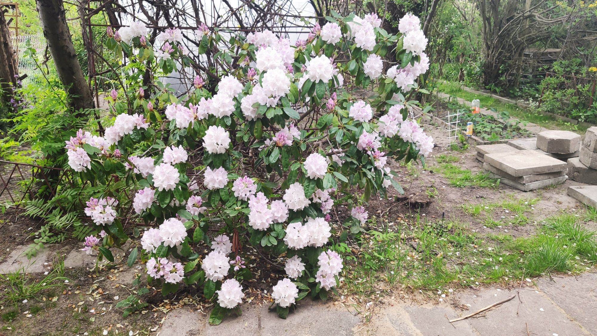Kwiat Rododendron dwa korzenie