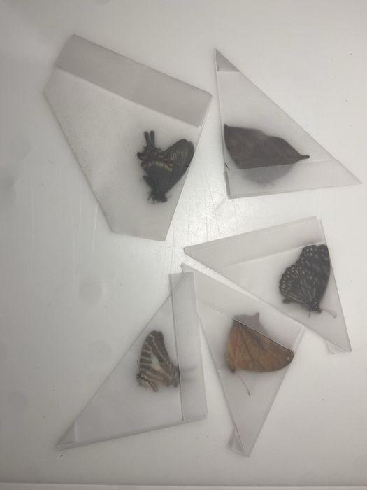 5 nieprzygotowanych egzotycznych motyli