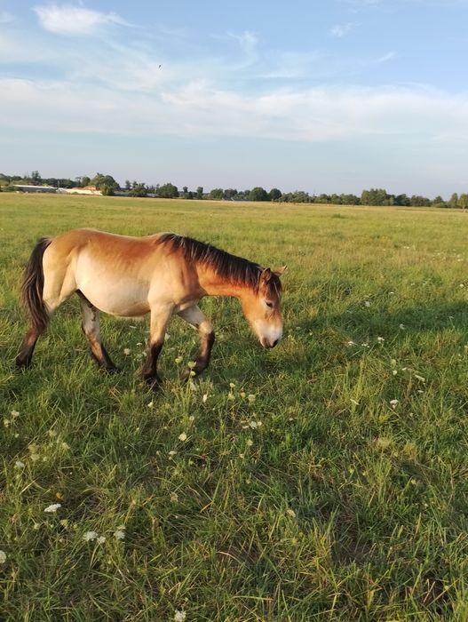 Ogierek zimnokrwisty