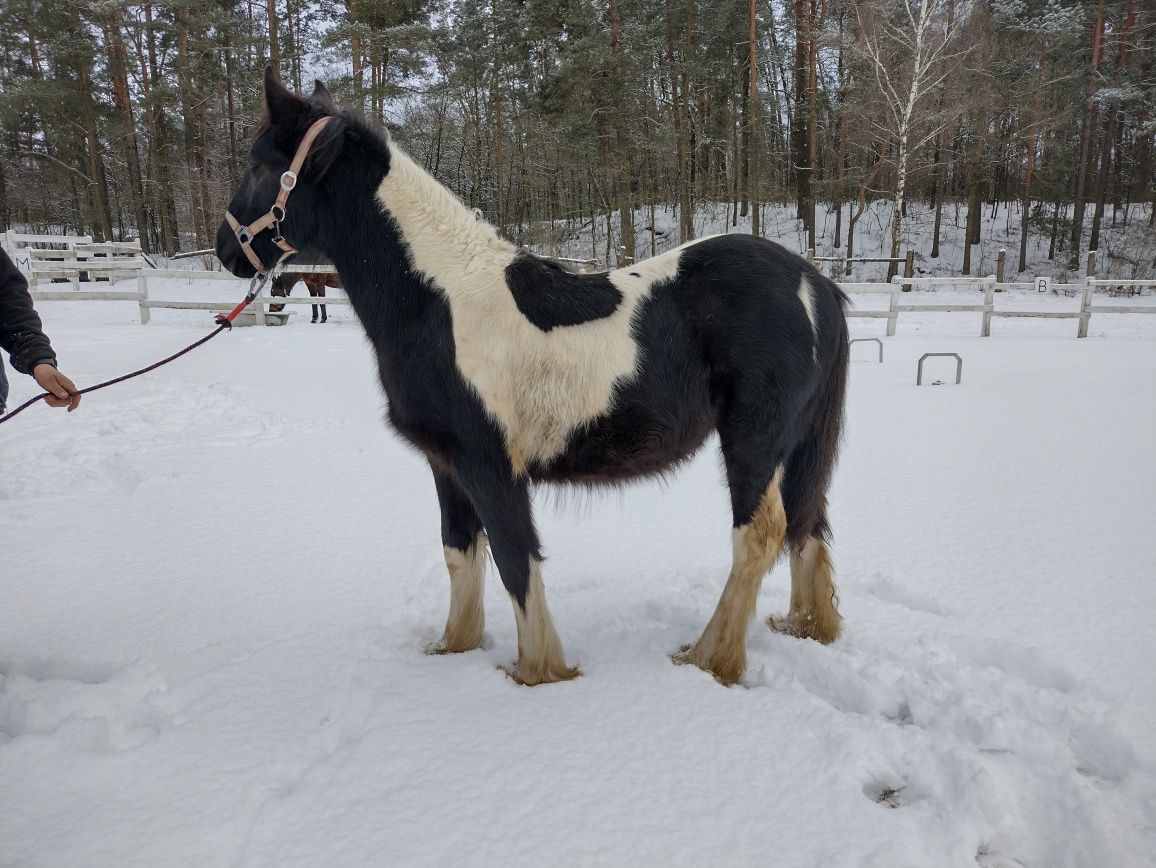 Roczny wałach Gypsy cob Tinker bardzo duży.Możliwość transport.