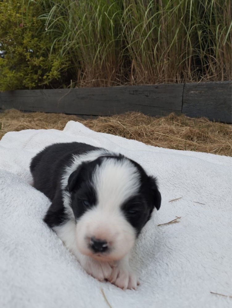 Nora prześliczna sunia border collie 3 tygodnie ZkwP FCI
