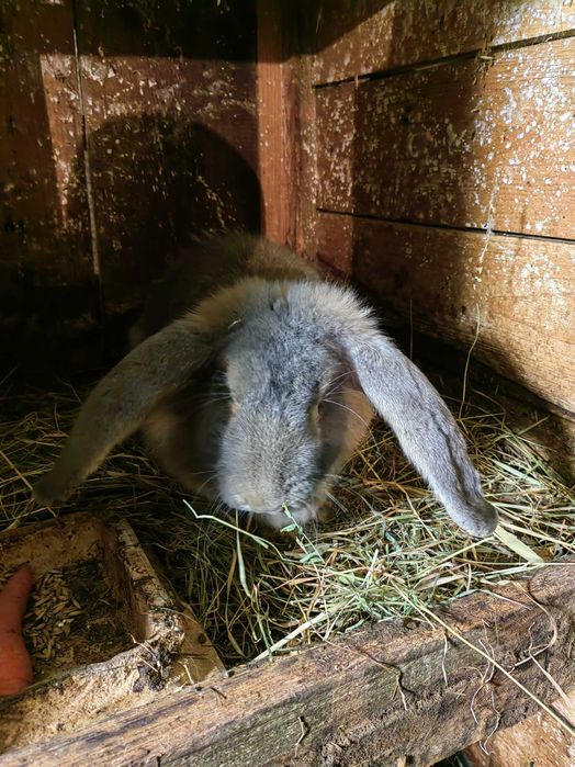 Kroliki likwidacja stada