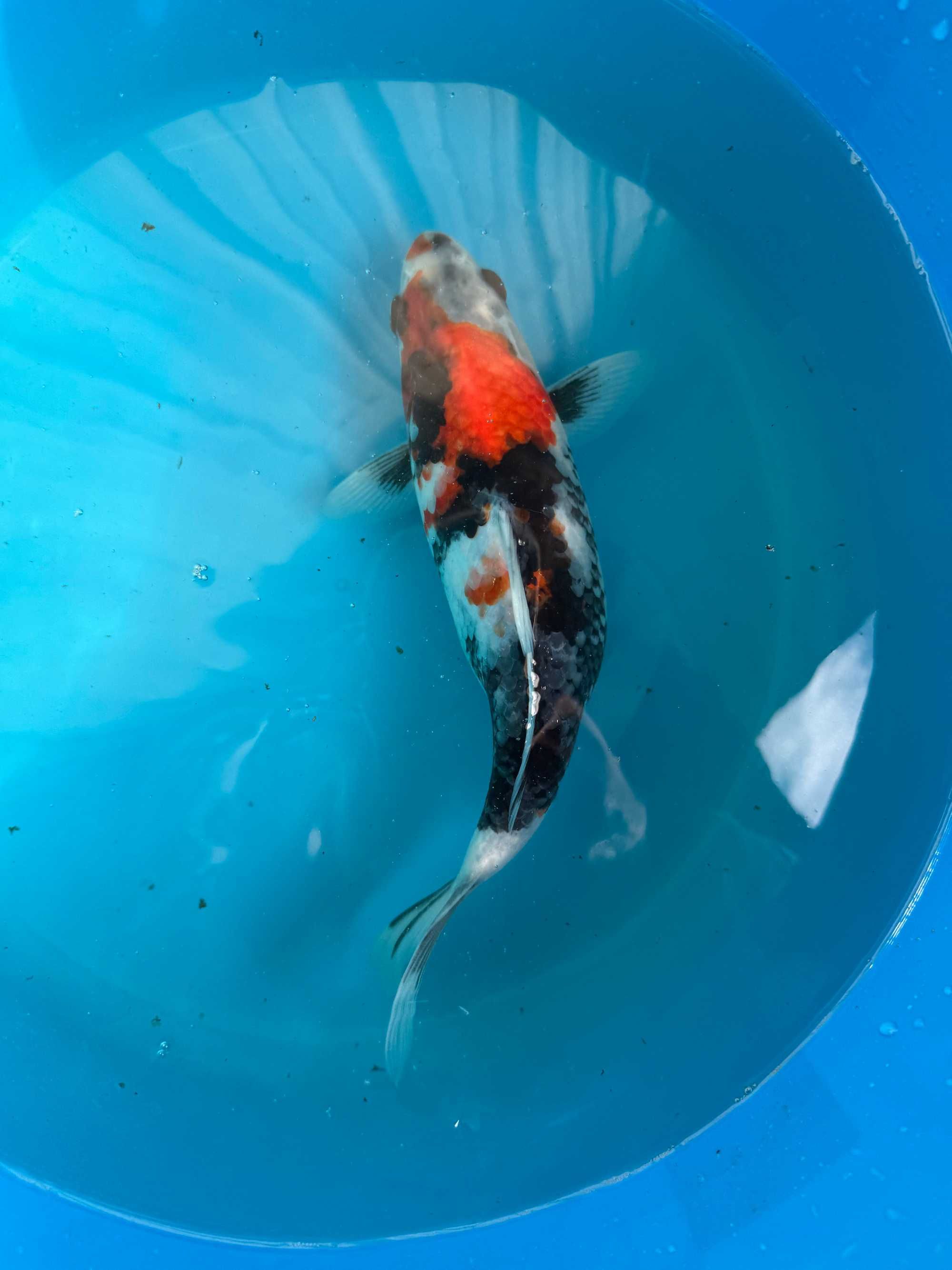 Carpa Koi SHOWA 25cm Japonesa Marusei Koi Farm