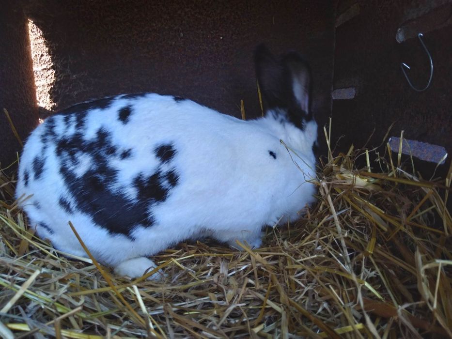 Продам крілицю порода метелик