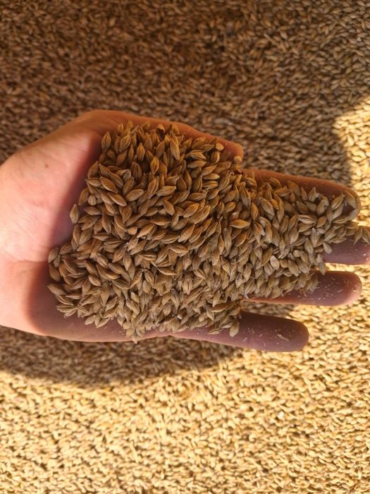 Jęczmień Pszenica Owies 2025 suchy szybka dostawa