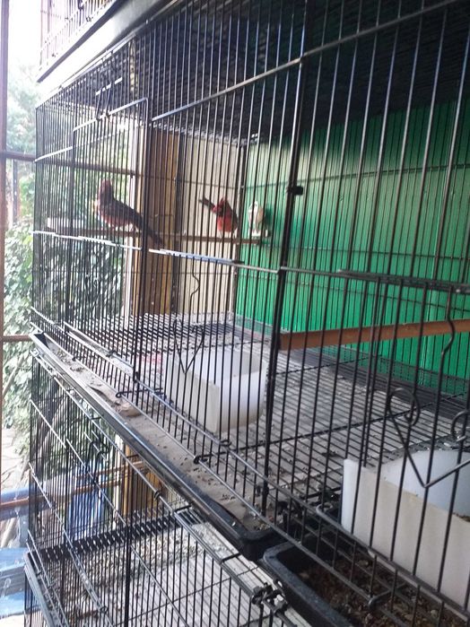 Kardynał Szkarłatny