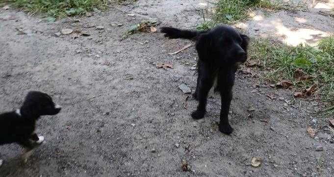 Цуценята від самки кокерспаніель