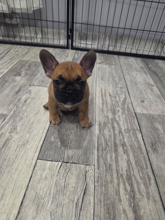 Buldog francuski - suczka szczenię