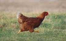 Ferma sprzeda kury op2