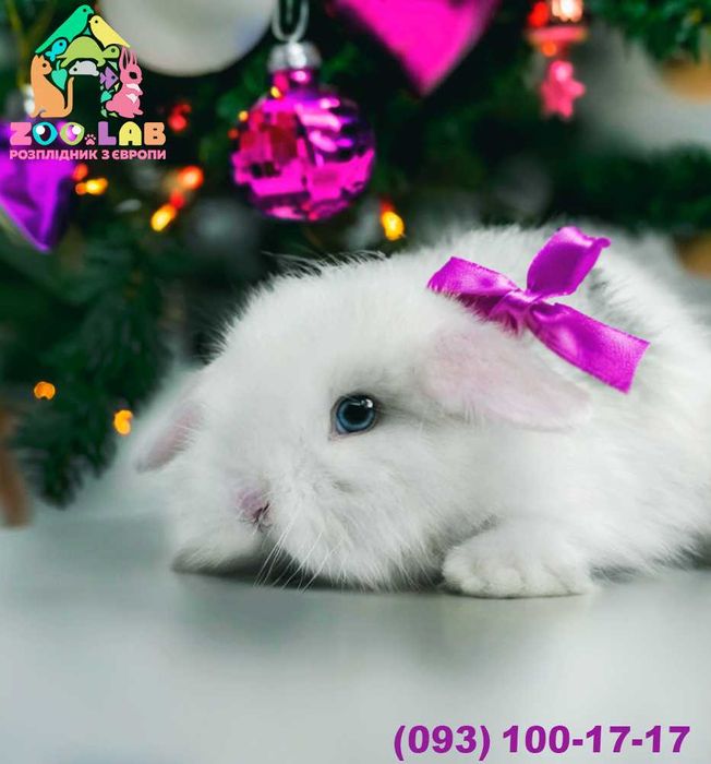 Гіпоалергений сатин! Кролик mini loop,міні лоп декоративний,висловухий