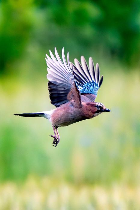 Nikon D500 stan BDB niski przebieg.