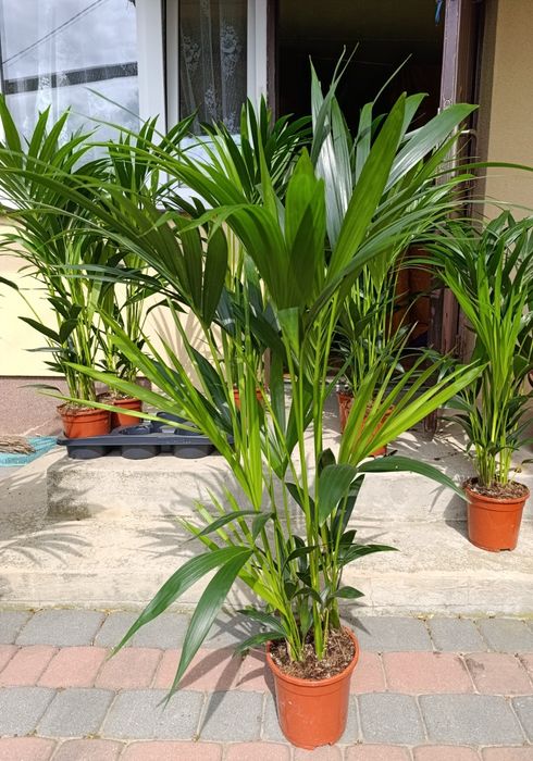 Howea Forsteriana Kentia 100-130cm wyprzedaż wysyłka
