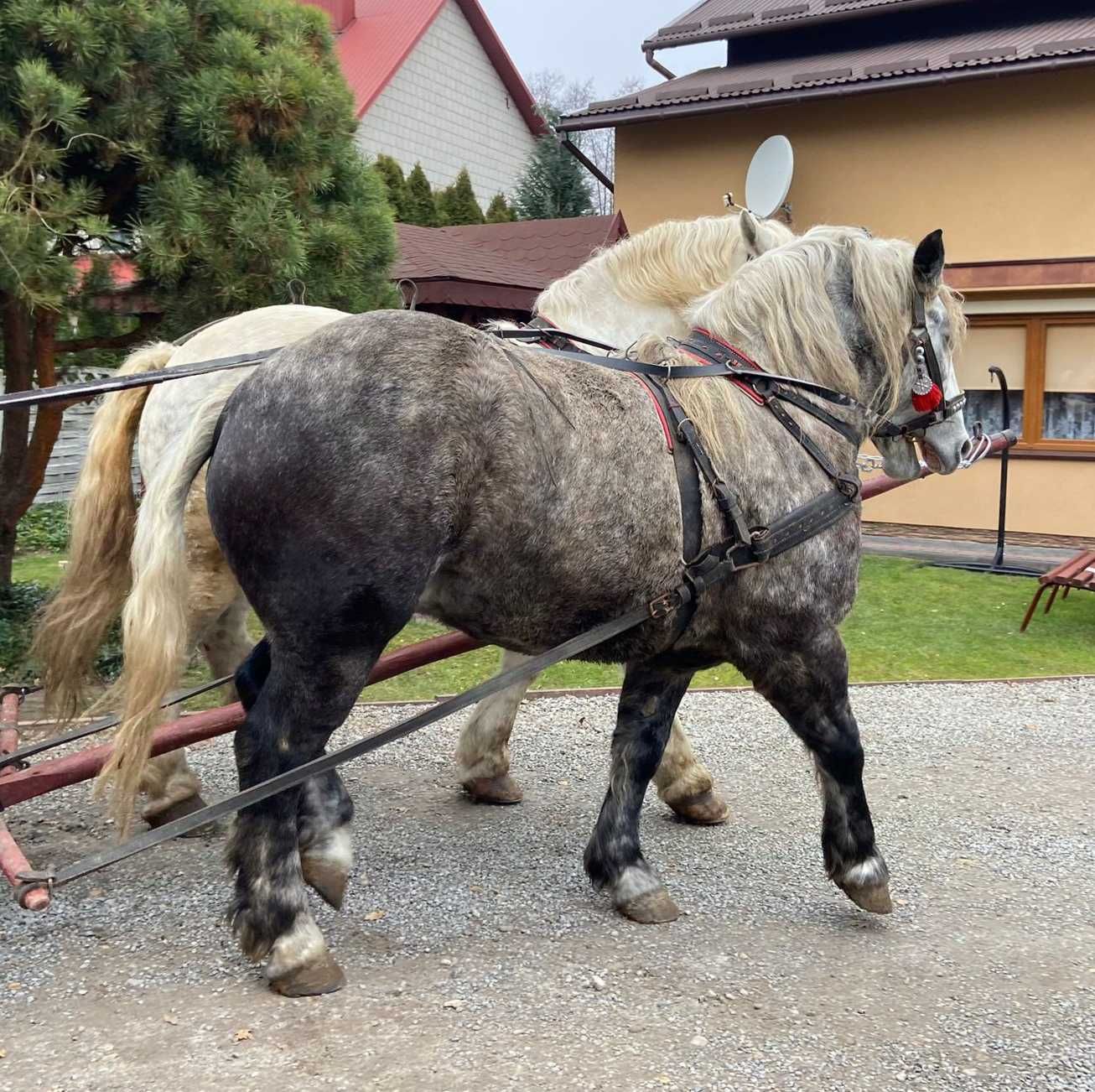 Wałach zimnokrwisty szpak
