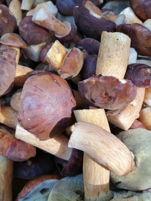 Grzyby suszone podgrzybki 100 gramów