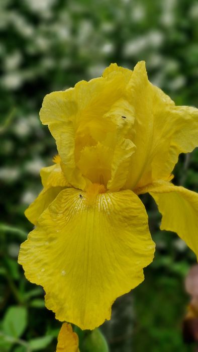 Іриси, півники, квіти садові багаторічні