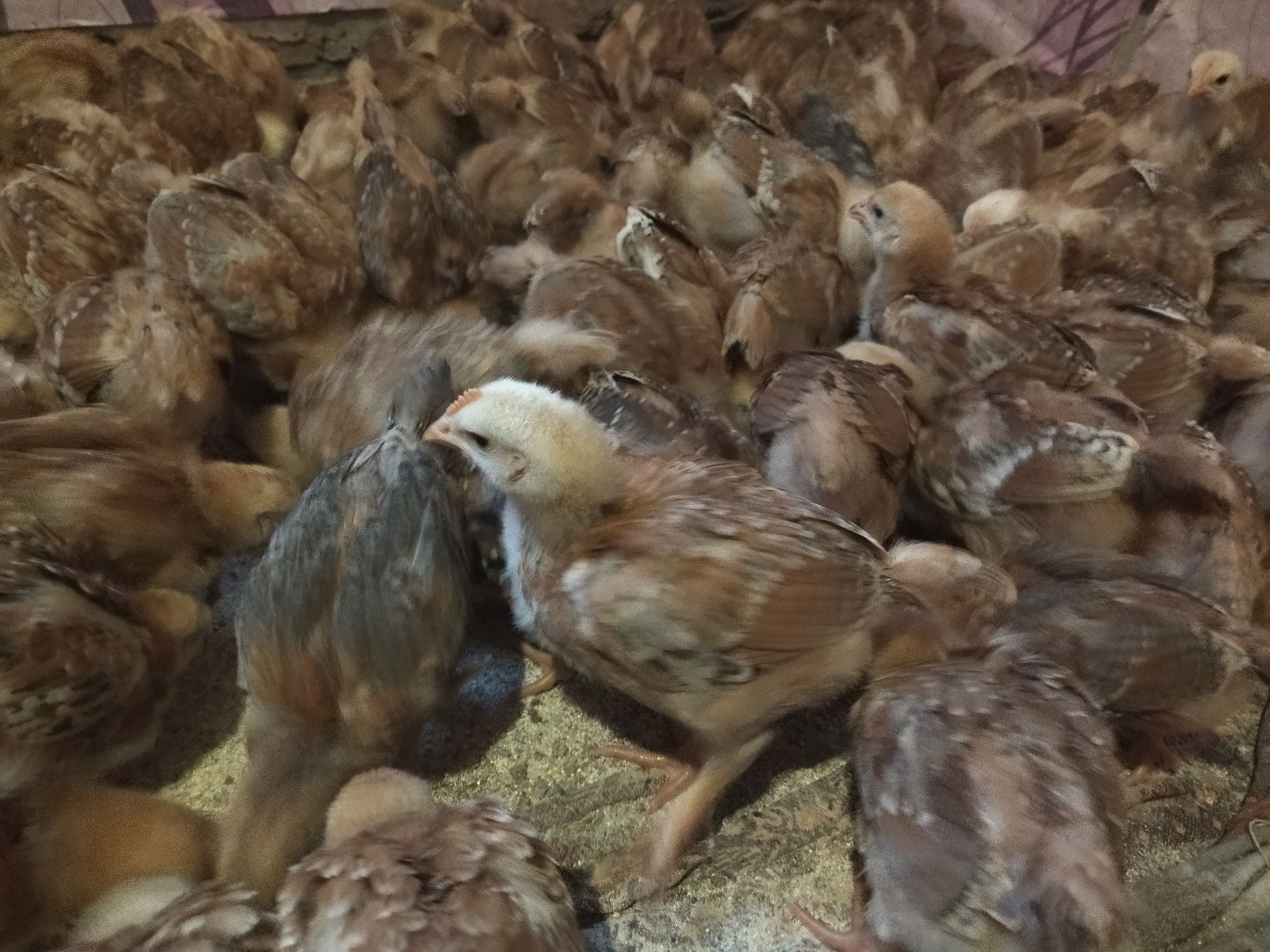 Продам місячне курчата редбро