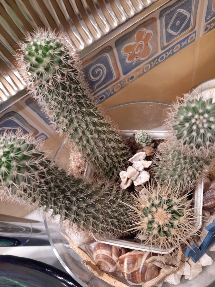 Kaktusy w plastikowej osłonce