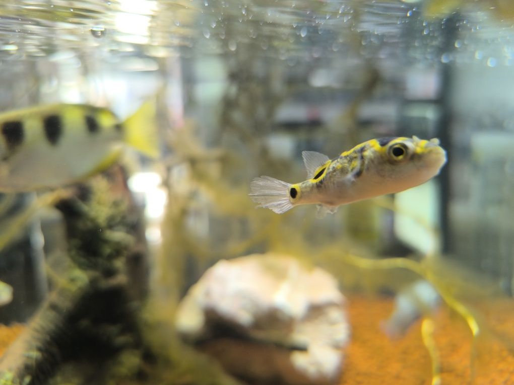 Peixe Balão Biocelatus (Tetraodon Biocelatus)