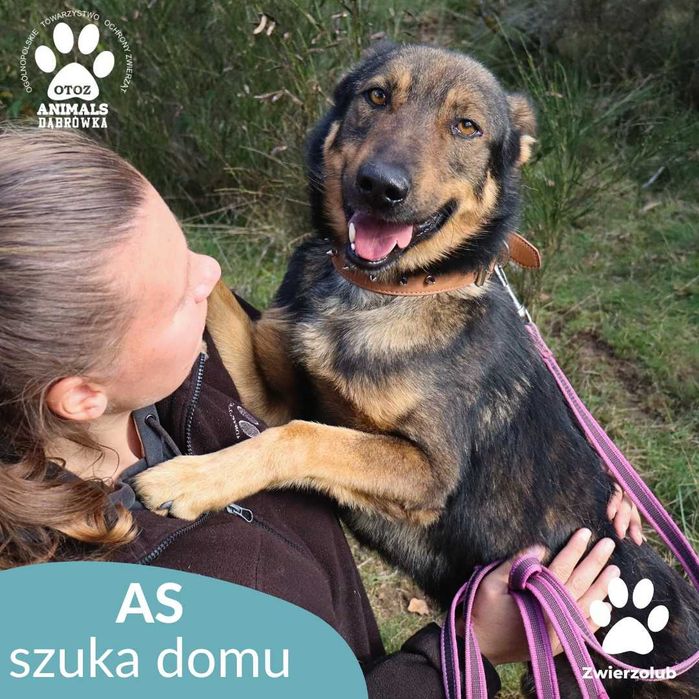 Kochany As szuka nowego domu!