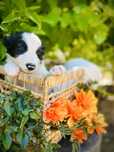 Excelente Menino border collie