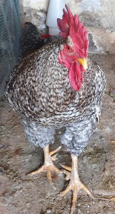 Galos 6 "Chines" Garnize 2 grandes Troco por galinhas frangas ou vendo