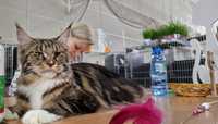 Cudna Koteczka Maine Coon do Adopcji!!!