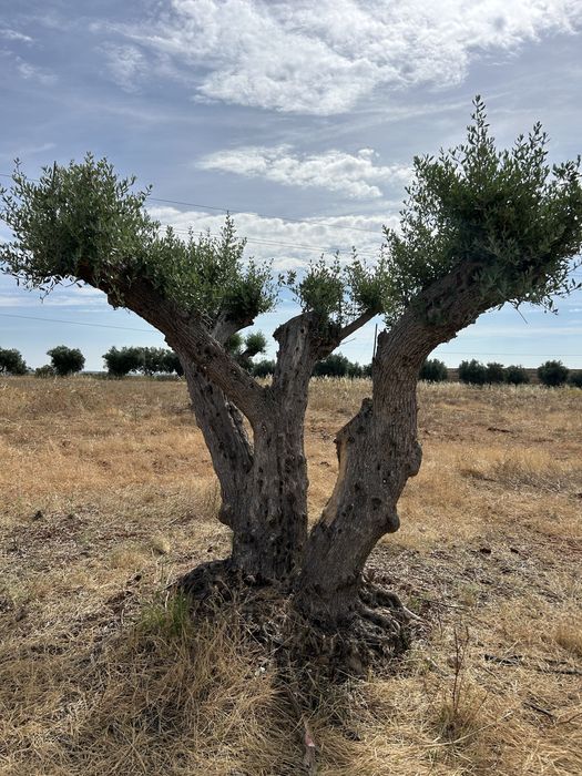 Vendo Oliveiras Centenarias
