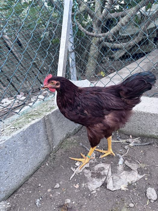 Galos  Rhode Island Red 100%puros