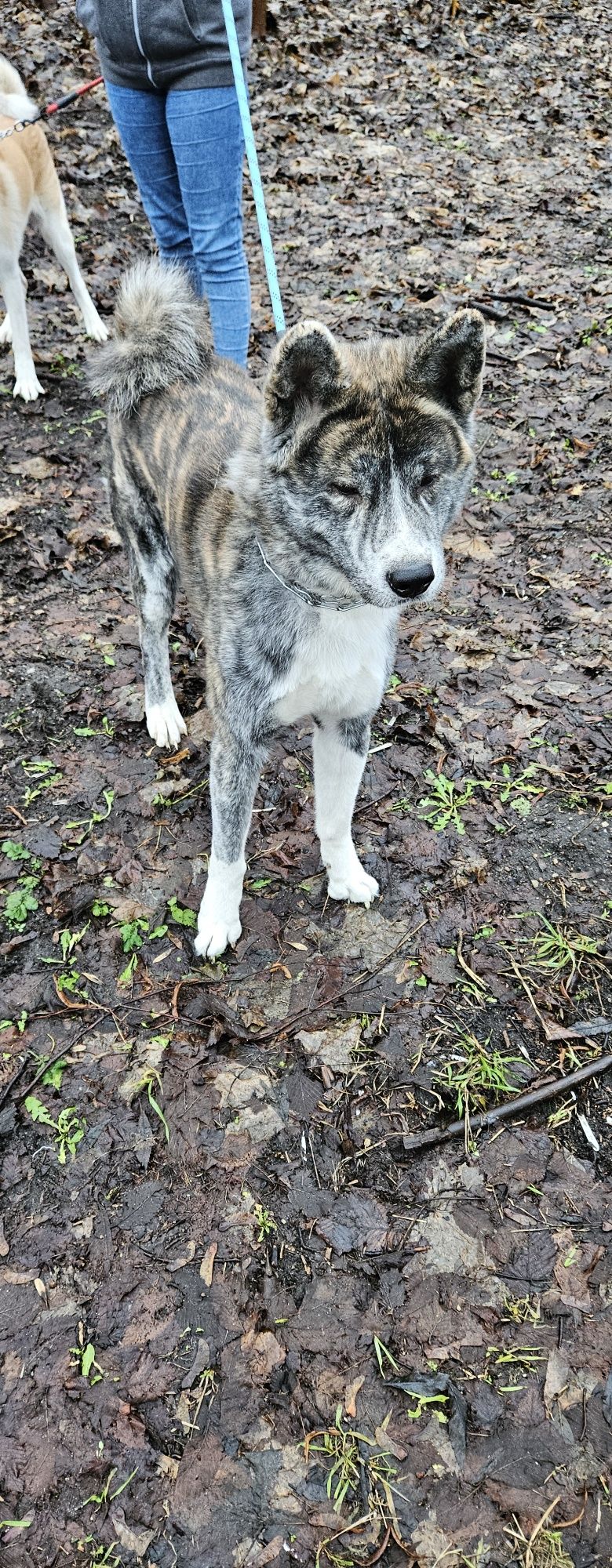 Pies Akita Japońska Inu