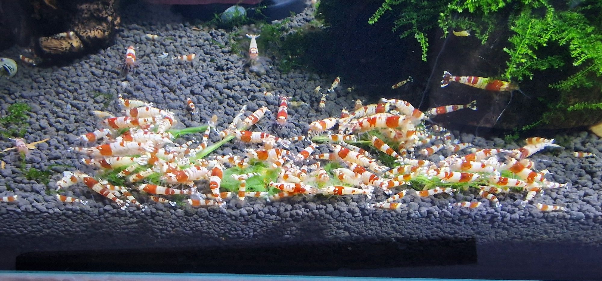Camarões Caridina Cristal Red