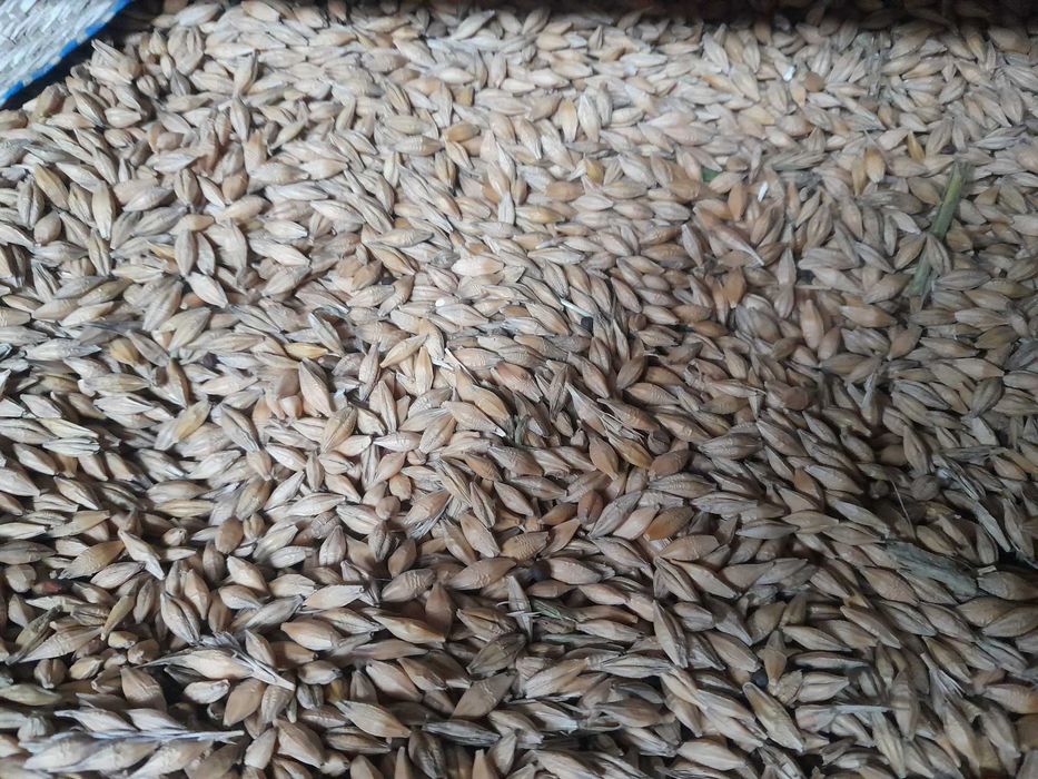 Jęczmień jary RGT PLANET C1